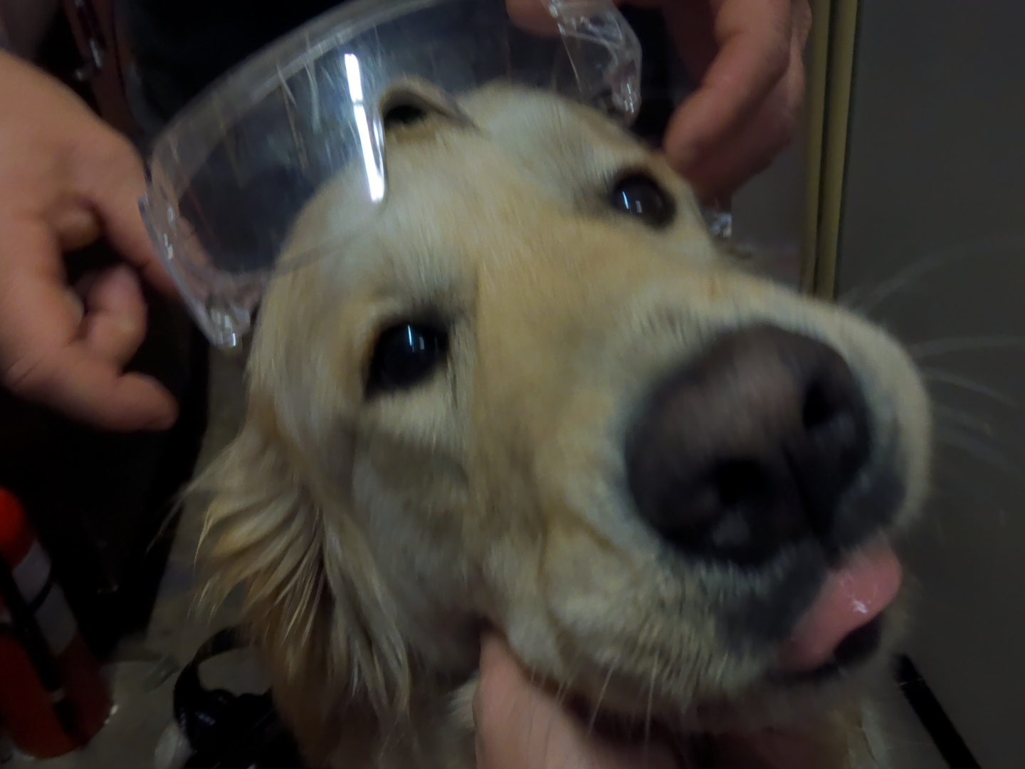 A picture of Pivo, the lead inspector